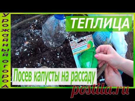 ПОСЕВ КАПУСТЫ НА РАССАДУ В ГРУНТ!ОТЛИЧНЫЙ СПОСОБ!