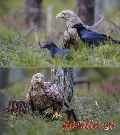 Орлан белохвост и вороны   35PHOTO - Eugenijus Kavaliauskas - Осмотр