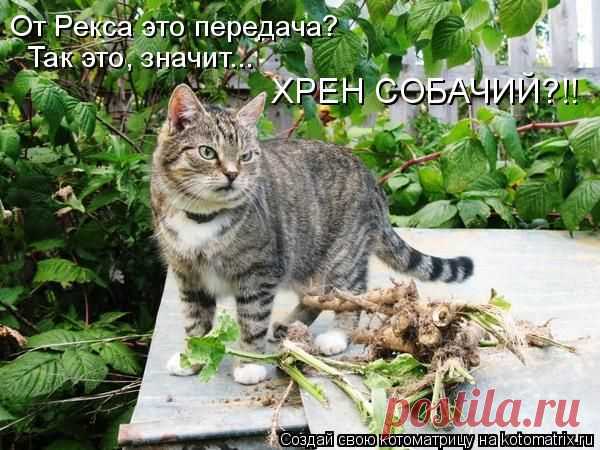 Котоматрица: Круть
