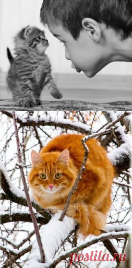 Когда человек общается с котом, он и не подозревает, что между ним и домашним питомцем происходит так называемый биоэнергетический контакт. Хозяин гладит питомца, у него улучшается настроение, снимается стресс.