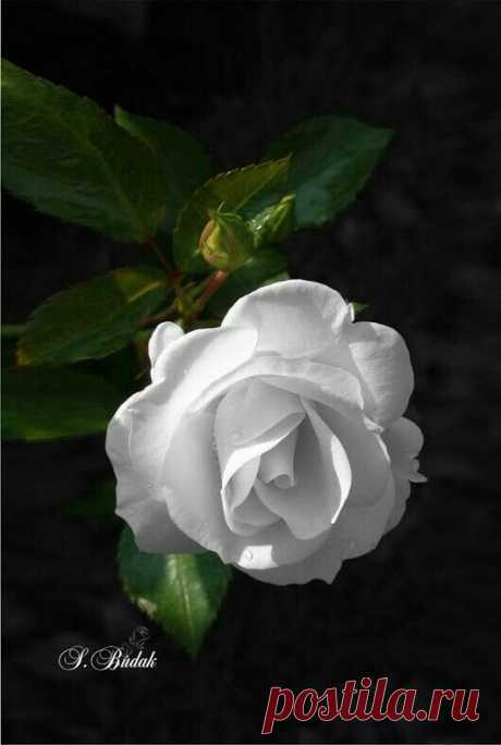 Flowers – Google+