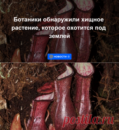 2022-Ботаники обнаружили хищное растение, которое охотится под землей - Новости Mail.ru