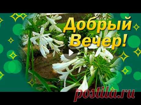 Добрый Вечер Хорошего Настроения! Пожелания Доброго Вечера! Красивое Пожелание с Добрым Вечером! - YouTube