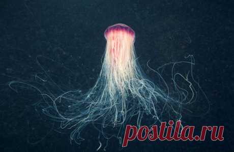 30 фото медуз — самых невероятных морских обитателей