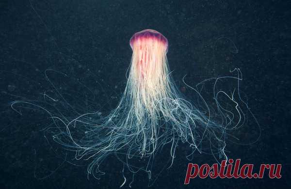 30 фото медуз — самых невероятных морских обитателей