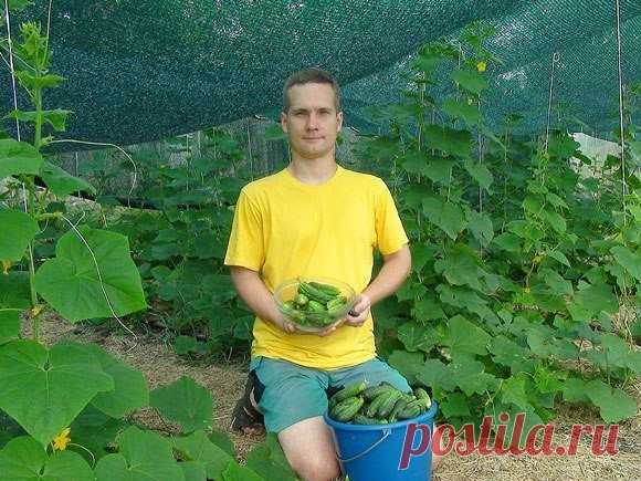 Эффект затеняющей сетки на огурцах