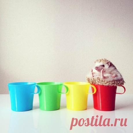 Самый обаятельный ёжик по кличке Дарси