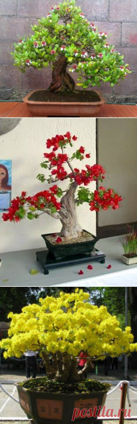 Особенно впечатлил фейхоа.Шикарный ствол.