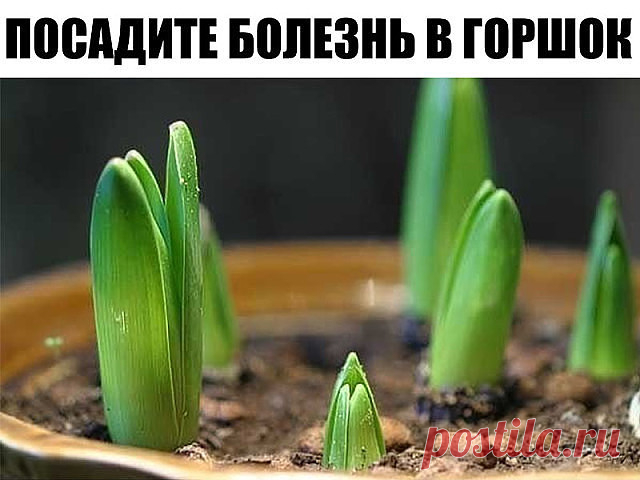 Посадите болезнь в горшок


Исцелить человека можно очень простым способом, который доступен практически каждому. Основывается он на проверенной веками практике, что болезнь может быть перенесена с пациента на любой другой организм, в частности — на растение. 

Само действо вам может показаться даже идиотическим, что свойственно рационалам, но давайте прежде немного уточним откуда это взялось. Не поверите, но это действительно очень серьёзный материал. Известно что шаманиз...