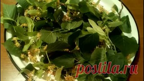 ЖЕНСКИЙ ФИТОЭСТРОГЕН; ГИНЕКОЛОГИЮ, ПОХУДЕНИЕ, НЕРВЫ, БРОНХИТ, ЖЕЛЧНЫЙ - ЦВЕТЫ ЛИПЫ !!!