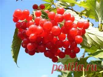 Калиновая настойка