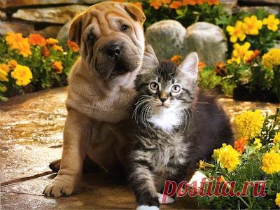 Cute&Cool Pets 4U: Kittens and Puppies Pictures