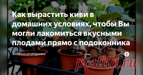 Как вырастить киви в домашних условиях, чтобы Вы могли лакомиться вкусными плодами прямо с подоконника Для полноценного питания обязательным условием является достаточное потребление фруктов. В магазинах представлено большое разнообразие, от хорошо знакомых и родных, до диковинных экзотических заморских плодов. Очень многие хотят попробовать себя в роли мичуринца и вырастить какой-нибудь экзотический фрукт в квартире. Например, вырастить на подоконнике киви, вовсе не сложн...