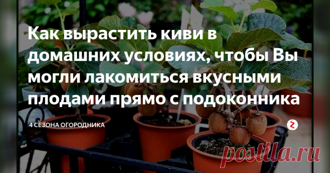 Как вырастить киви в домашних условиях, чтобы Вы могли лакомиться вкусными плодами прямо с подоконника Для полноценного питания обязательным условием является достаточное потребление фруктов. В магазинах представлено большое разнообразие, от хорошо знакомых и родных, до диковинных экзотических заморских плодов. Очень многие хотят попробовать себя в роли мичуринца и вырастить какой-нибудь экзотический фрукт в квартире. Например, вырастить на подоконнике киви, вовсе не сложн...