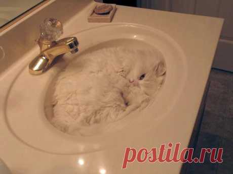 Всем спать! Коты плохому не научат