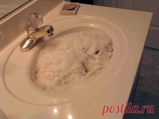 Всем спать! Коты плохому не научат