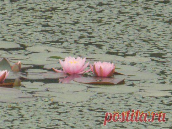 Одноклассники