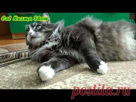 Зеленоглазый КОТ Кузьма ЛЕЖАЧИЙ ИГРУН
#кот #котик #котКузьма #животные #коткузьма #смешныекоты #приколыскотами  #кошки
