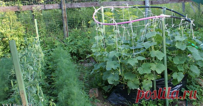 "Моя любимая дача!": Огурцы в мешке