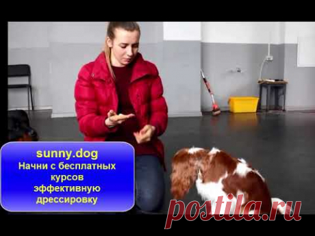 Обучаем щенка не брать еду с  земли Урок  4  команда нет Или фу