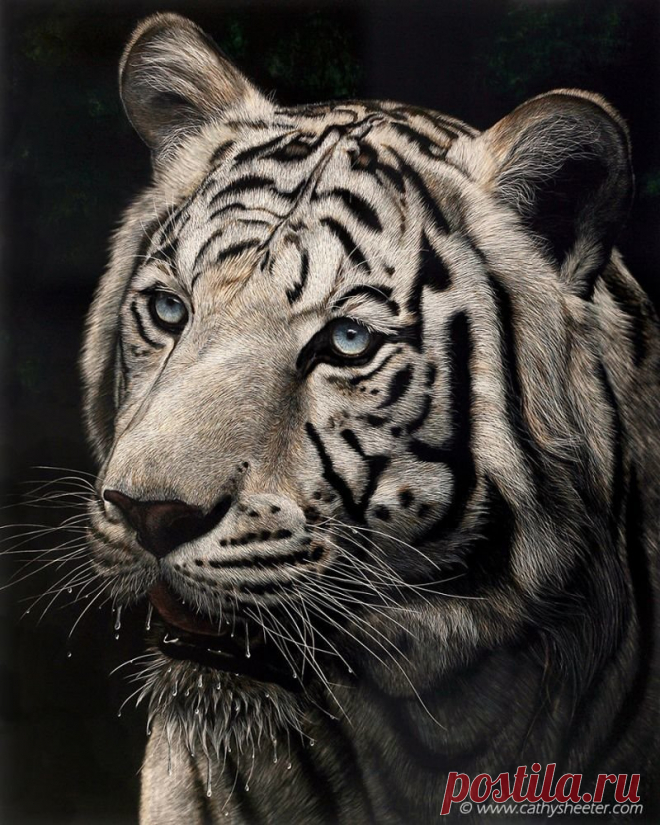 Гиперреалистичные рисунки животных в технике скретчборд: это потрясающе! 
Работы американской художницы Кэти Шитер часто путают с фотографиями - они удивительно реалистичны. Все её рисунки выполнены в сложнейшей технике скретчборд, которая подразумевает нанесение тысяч мел…