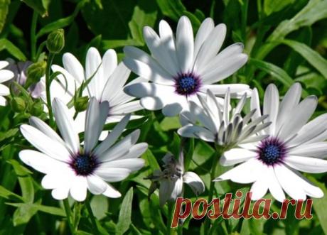 Я люблю ✿ ЦВЕТЫ ✿ | I ♥ Flowers