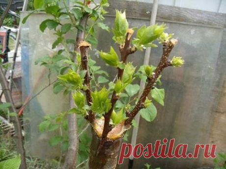 Летний уход за прививками