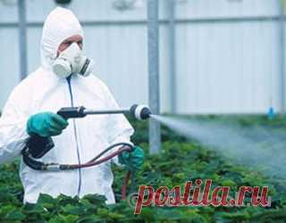 Фунгициды – контактные, системные, их использование :: Энциклопедия роз