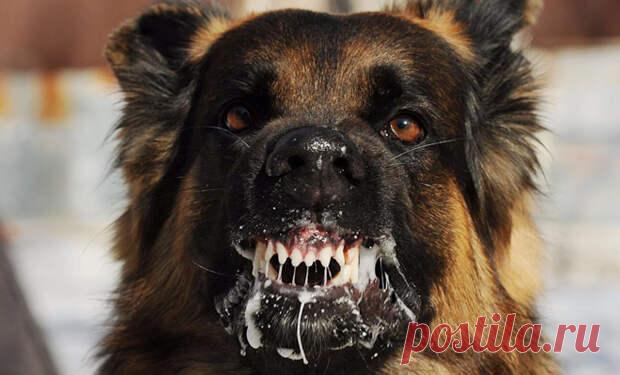 Что делать если напала собака: советы спецназовца Бывший «морской котик» Клинт Эмерсон ведет сейчас собственную группу по самообороне в условиях города. Спецназовец рассматривает все возможные опасности, в том числе и нападение собаки на человека...