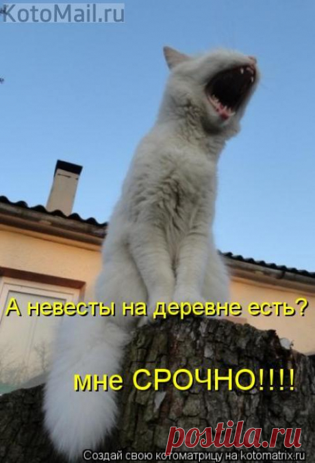 Есть невесты?