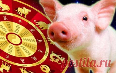 Свинья: восточный гороскоп на 2024 год | PRO.Астрологию | Дзен