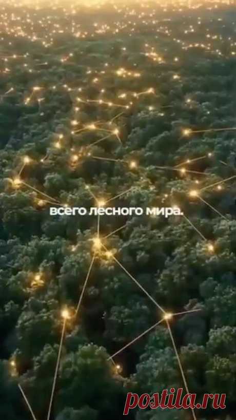 Да, существует общение в корневой системе деревьев.Деревья находятся в постоянной связи друг с другом через подземную биологическую нейронную сеть, сделанную...
