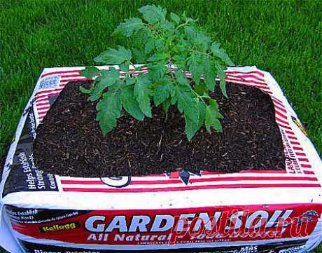 Красивый огород своими руками — как сделать ровные грядки | Умелые ручки