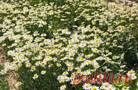 Ваш сад теперь будет цвести до самой осени: подборка неприхотливых многолетников. Примулы, крокусы и мускари пробуждаются одними из первых, даже когда снег ещё не полностью сошёл.