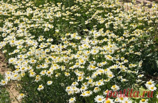 Ваш сад теперь будет цвести до самой осени: подборка неприхотливых многолетников. Примулы, крокусы и мускари пробуждаются одними из первых, даже когда снег ещё не полностью сошёл.