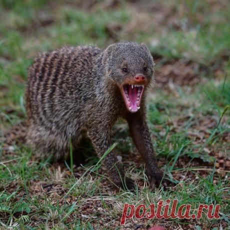 Дикие животные Африки на снимках Стивена Довера