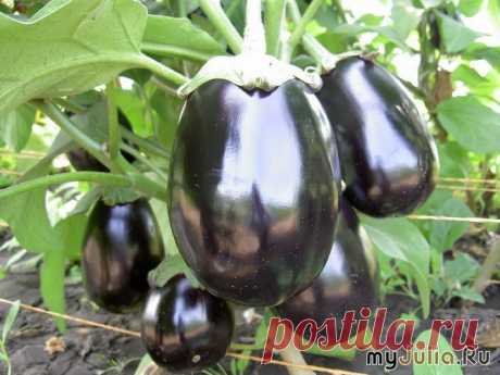 Поторопитесь!)) Наступил последний срок посевов перцев и баклажан!.