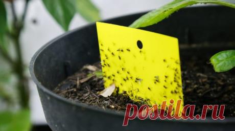 Спасаем домашние растения от появления мошек в горшках | Журнал "JK" Джей Кей