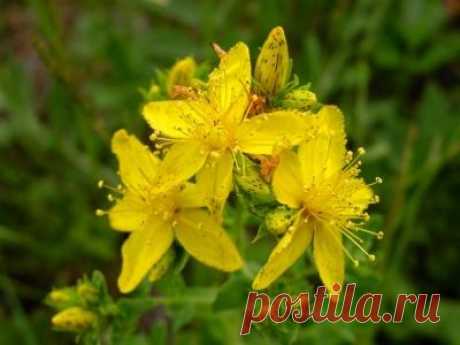 Зверобой - трава счастья