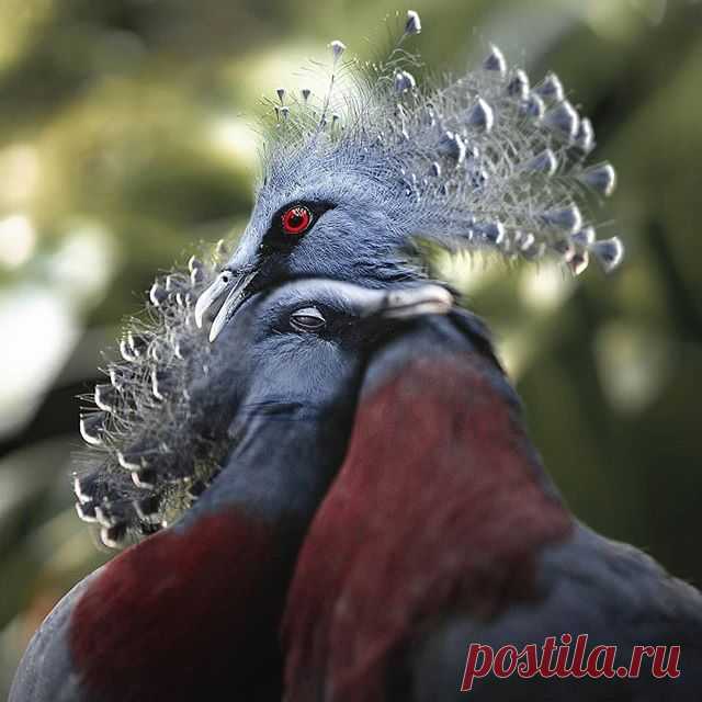 Photo by Best bird pictures on September 09, 2020. На изображении может находиться: на улице.