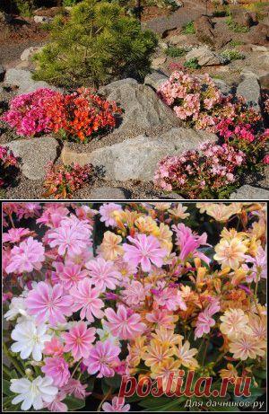 Идеально для альпинария. Левизия. | Для дачников.ру