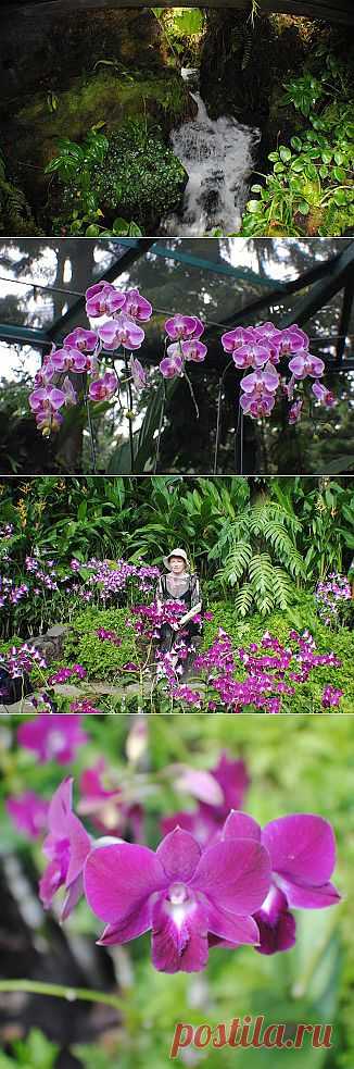 Сингапур Orchid Garden
