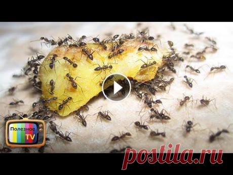 КАК ИЗБАВИТЬСЯ ОТ МУРАВЬЕВ 8 РАБОЧИХ СПОСОБОВ ✔ М
