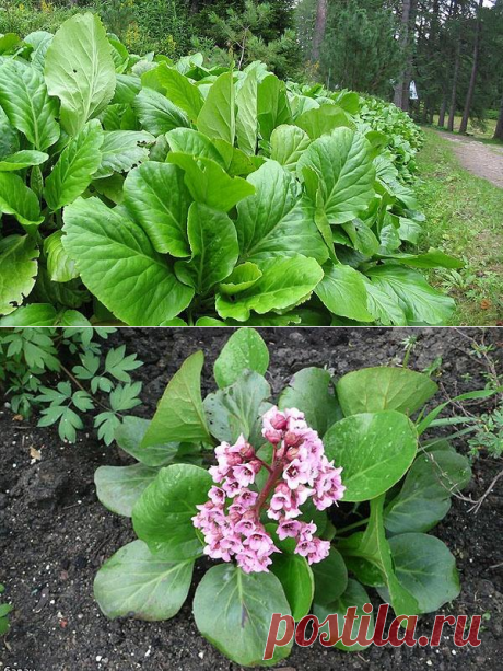 Бадан: посадка, уход, сорта