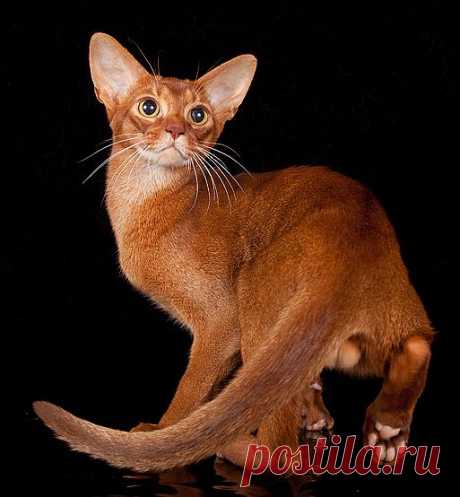 Абиссинский кот