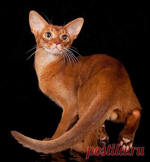 Абиссинский кот