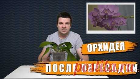 Орхидея после пересадки из воды в грунт. Как нарастить корни, цветонос полив, уход