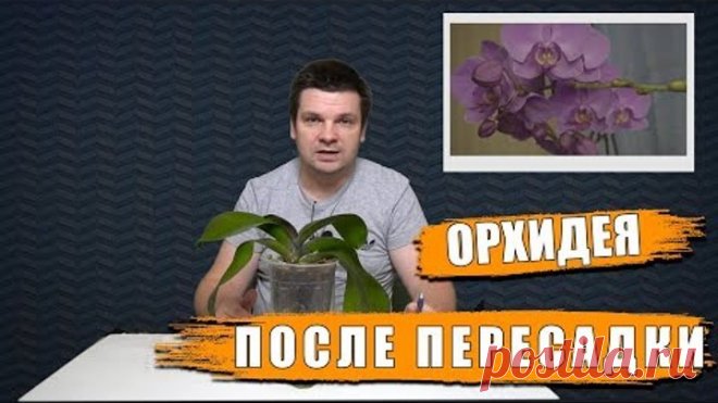 Орхидея после пересадки из воды в грунт. Как нарастить корни, цветонос полив, уход