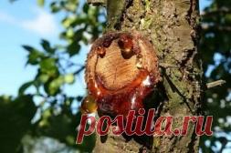 Камедетечение - Садоводка