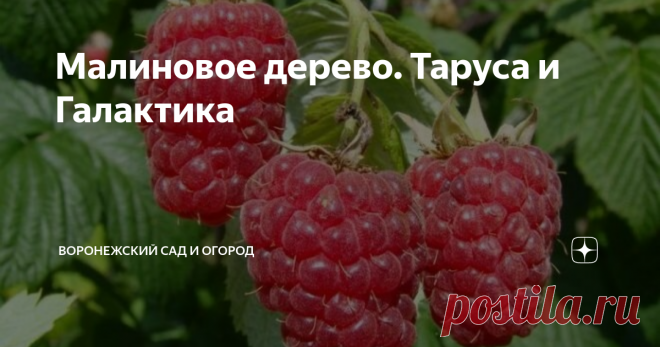 Малиновое дерево. Таруса и Галактика Вы слышали о малиновом дереве, и хотите узнать отзывы, посмотреть фото и описание сортов? Скорее всего, да, разговоры об этом, широко разрекламированном маркетологами чуде, ходят везде. Давайте разбираться, существует ли малиновое дерево, миф это или реальность. Как часто вам хочется вырастить что-нибудь новенькое, еще совсем неизведанное? Любопытство к модным чудо-растениям, наверно, присуще каждому из нас. Благо сейчас предложение пол...